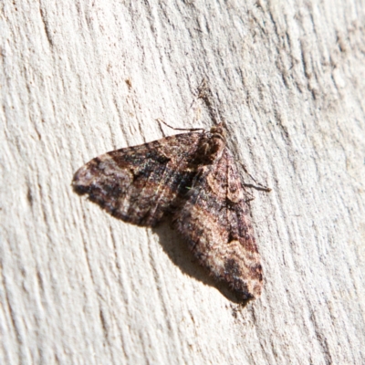 Epyaxa subidaria (Subidaria Moth) at Higgins, ACT - 25 Jun 2023 by Trevor