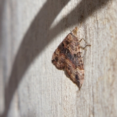 Epyaxa subidaria at Higgins, ACT - 25 Jun 2023