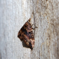 Epyaxa subidaria at Higgins, ACT - 25 Jun 2023