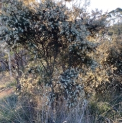 Hakea decurrens subsp. decurrens at Hackett, ACT - 25 Jun 2023