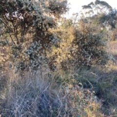 Hakea decurrens subsp. decurrens at Hackett, ACT - 25 Jun 2023