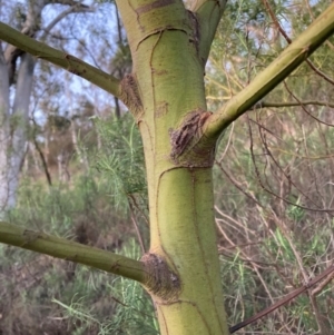 Acacia baileyana x Acacia decurrens at Hackett, ACT - 25 Jun 2023