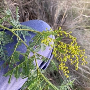 Acacia baileyana x Acacia decurrens at Hackett, ACT - 25 Jun 2023 05:00 PM