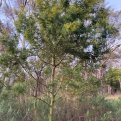 Acacia baileyana x Acacia decurrens at Hackett, ACT - 25 Jun 2023 05:00 PM