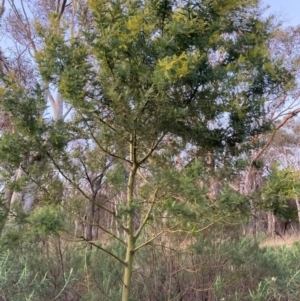 Acacia baileyana x Acacia decurrens at Hackett, ACT - 25 Jun 2023 05:00 PM