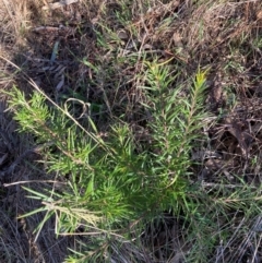 Grevillea rosmarinifolia subsp. rosmarinifolia (Rosemary Grevillea) at Hackett, ACT - 25 Jun 2023 by waltraud
