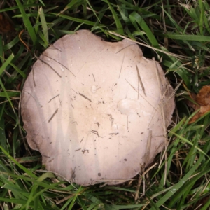 Agaricus sp. at Turner, ACT - 6 Apr 2023