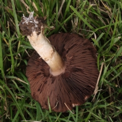 Agaricus sp. at Turner, ACT - 6 Apr 2023