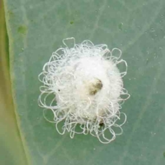 Glycaspis sp. (genus) (Unidentified sugary lerp) at Turner, ACT - 6 Apr 2023 by ConBoekel