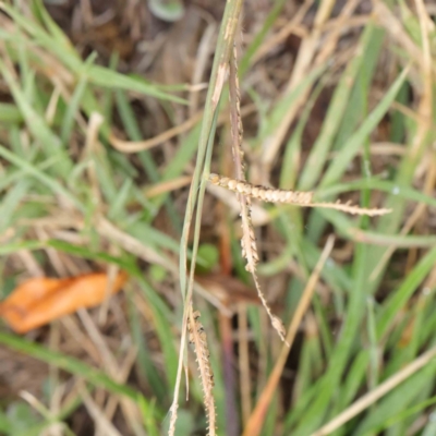 Paspalum dilatatum (Paspalum) at Sullivans Creek, Turner - 6 Apr 2023 by ConBoekel