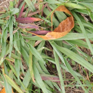 Paspalum dilatatum at Turner, ACT - 6 Apr 2023