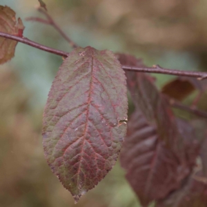 Prunus cerasifera at Turner, ACT - 6 Apr 2023 10:06 AM