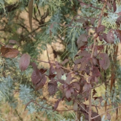 Prunus cerasifera at Turner, ACT - 6 Apr 2023 10:06 AM