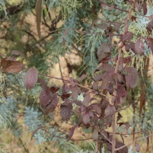 Prunus cerasifera at Turner, ACT - 6 Apr 2023 10:06 AM