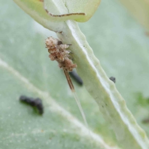 Eurybrachidae (family) at Turner, ACT - 6 Apr 2023 10:13 AM