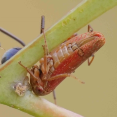 Katipo rubrivenosa (A leafhopper) at Sullivans Creek, Turner - 6 Apr 2023 by ConBoekel