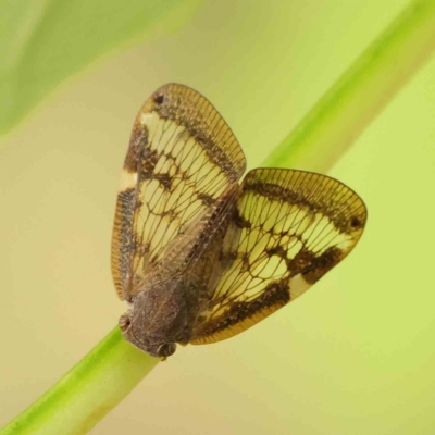 Scolypopa australis (Passionvine hopper, Fluffy bum) at Turner, ACT - 5 Apr 2023 by ConBoekel