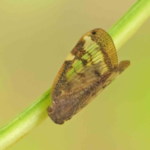 Scolypopa australis at Turner, ACT - 6 Apr 2023