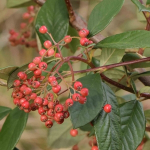 Cotoneaster glaucophyllus at Turner, ACT - 6 Apr 2023 10:09 AM