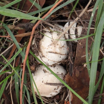 Unidentified Fungus at Turner, ACT - 6 Apr 2023 by ConBoekel