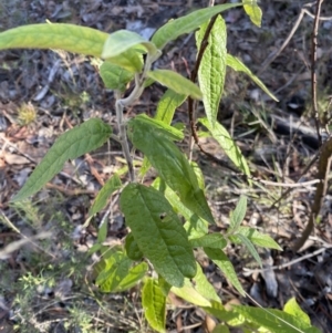 Olearia lirata at Wamboin, NSW - 25 Jun 2023