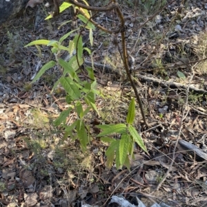 Olearia lirata at Wamboin, NSW - 25 Jun 2023