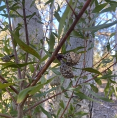 Hakea salicifolia (Willow-leaved Hakea) at Wamboin, NSW - 25 Jun 2023 by natureguy