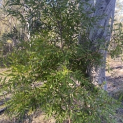 Hakea salicifolia at Wamboin, NSW - 25 Jun 2023 01:49 PM