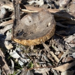 Amanita sp. (Amanita sp.) at Wamboin, NSW - 11 Jun 2023 by natureguy