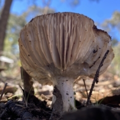 Amanita sp. at QPRC LGA - 11 Jun 2023