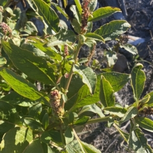 Phytolacca octandra at Kowen, ACT - 10 Jun 2023