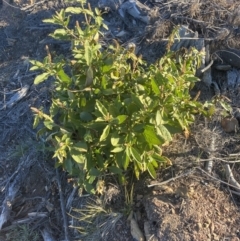 Phytolacca octandra at Kowen, ACT - 10 Jun 2023