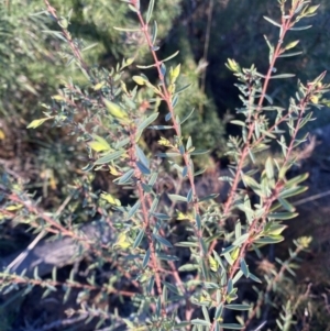 Pimelea linifolia subsp. linifolia at Wamboin, NSW - 10 Jun 2023