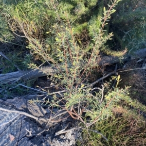 Pimelea linifolia subsp. linifolia at Wamboin, NSW - 10 Jun 2023 03:28 PM