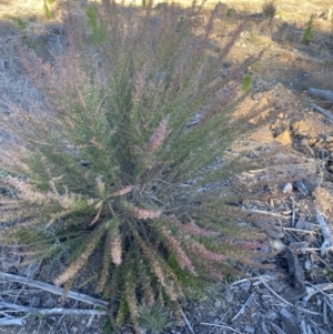 Cassinia aculeata subsp. aculeata at Wamboin, NSW - 10 Jun 2023