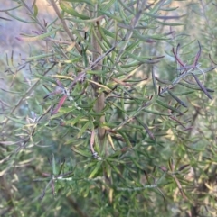 Cassinia aculeata subsp. aculeata at Wamboin, NSW - 10 Jun 2023