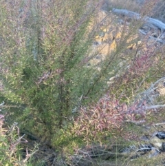 Cassinia aculeata subsp. aculeata at Wamboin, NSW - 10 Jun 2023