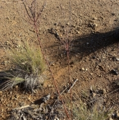 Comesperma ericinum at Wamboin, ACT - 10 Jun 2023