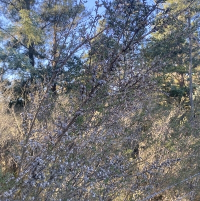 Leptospermum continentale (Prickly Teatree) at Kowen, ACT - 10 Jun 2023 by natureguy