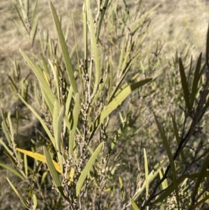 Acacia dawsonii at Wamboin, NSW - 10 Jun 2023