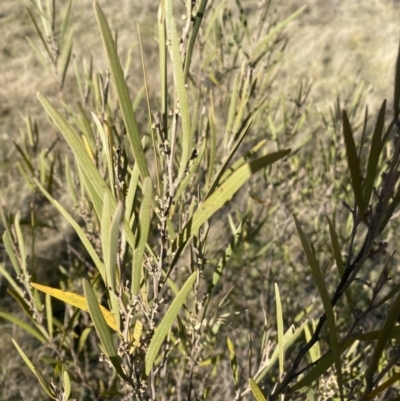 Acacia dawsonii (Dawson's Wattle) at Wamboin, NSW - 10 Jun 2023 by natureguy