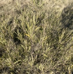 Acacia dawsonii at Wamboin, NSW - 10 Jun 2023 03:07 PM