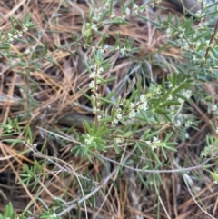 Monotoca scoparia (Broom Heath) at Kowen, ACT - 10 Jun 2023 by natureguy