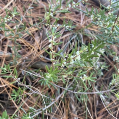 Monotoca scoparia (Broom Heath) at Kowen, ACT - 10 Jun 2023 by natureguy