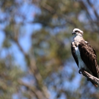 Pandion haliaetus (Osprey) at Tweed Heads West, NSW - 22 Jan 2023 by Liam.m