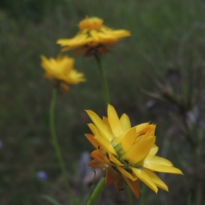 Xerochrysum viscosum at Bowning, NSW - 11 Dec 2022 05:07 PM