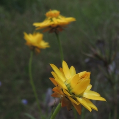 Xerochrysum viscosum (Sticky Everlasting) at Bowning, NSW - 11 Dec 2022 by michaelb