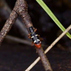 Lemidia nitens (A clerid beetle) at Paddys River, ACT - 29 Dec 2022 by KorinneM