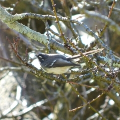 Rhipidura albiscapa at Symonston, ACT - 26 Jun 2023