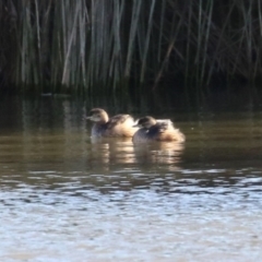 Tachybaptus novaehollandiae (Australasian Grebe) at Jerrabomberra, NSW - 26 Jun 2023 by RodDeb